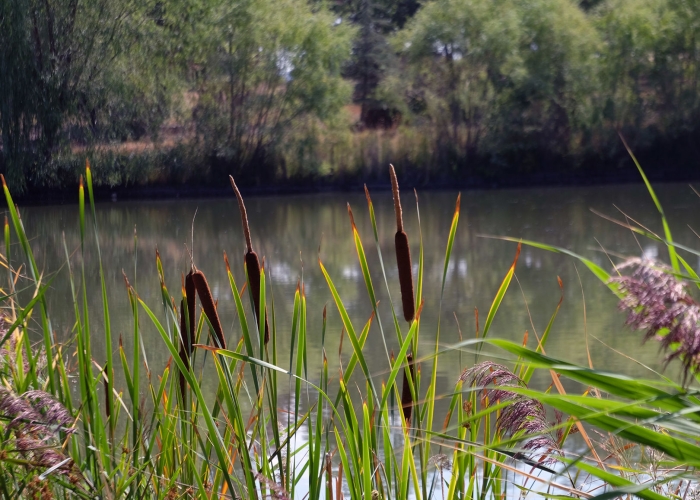 Türkiye Milli Botanik Bahçesi