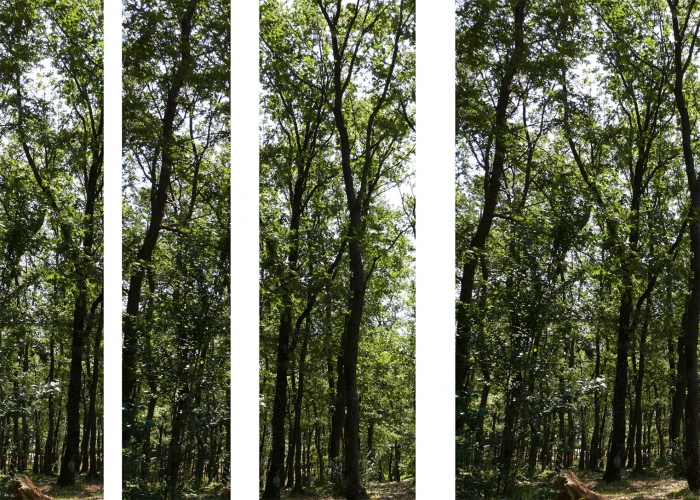 Sancaktepe Mesire Alanı